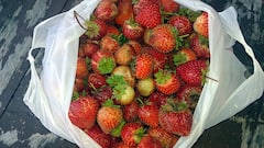 World Paper Bag Day:পেপারব্যাগের দিন? কোথা থেকে এল ওয়ার্ল্ড পেপারব্যাগ ডে?