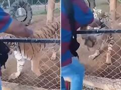 Viral Video: ਬਾਘ ਨਾਲ ਮਸਤੀ ਕਰਨ ਲੱਗਾ ਸ਼ਖਸ, ਪਿੰਜਰੇ 'ਚ ਪਾ ਦਿੱਤਾ ਹੱਥ, ਜਾਨਵਰ ਨੇ ਜੋ ਕੀਤਾ ਉਹ ਦੇਖ ਕੇ ਕੰਬ ਜਾਏਗੀ ਰੂਹ!