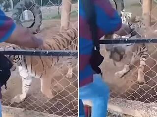 Viral Video: ਬਾਘ ਨਾਲ ਮਸਤੀ ਕਰਨ ਲੱਗਾ ਸ਼ਖਸ, ਪਿੰਜਰੇ 'ਚ ਪਾ ਦਿੱਤਾ ਹੱਥ, ਜਾਨਵਰ ਨੇ ਜੋ ਕੀਤਾ ਉਹ ਦੇਖ ਕੇ ਕੰਬ ਜਾਏਗੀ ਰੂਹ!