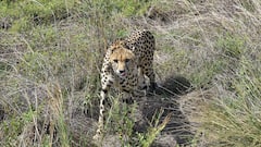 Cheetah Death:আরও ১ আফ্রিকান চিতার মৃত্যু, ৪ মাসে কুনো জাতীয় উদ্যানে মৃতের সংখ্যা ৭