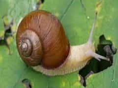 शंखी गोगलगाय नियंत्रणासाठी काय उपाययोजना कराल? वाचा कृषी विभागाचा सल्ला