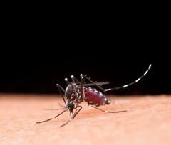 Dengue in Children : पावसाळ्यात लहान मुलांचा डेंग्यूपासून बचाव करण्यासाठी 'या' टिप्स फॉलो करा