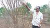 Agriculture  :  पाणी नसल्यानं फळबागांची होरपळ
