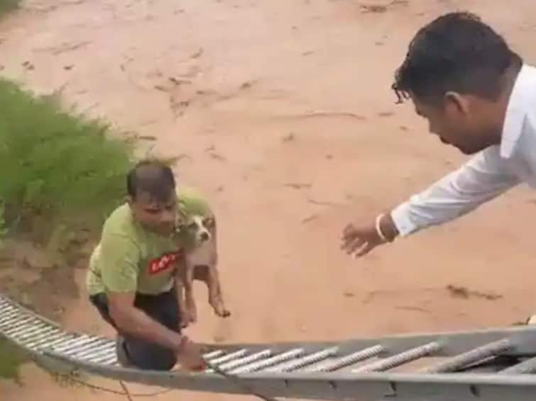 A puppy stuck in a river overflowing its banks video of rescue from the bridge goes viral Watch Video : வெள்ளம் கரைபுரண்டோடும் ஆற்றில் சிக்கிய நாய்க்குட்டி… மீட்கும் விறுவிறு காட்சிகள்.. வீடியோ வைரல்!