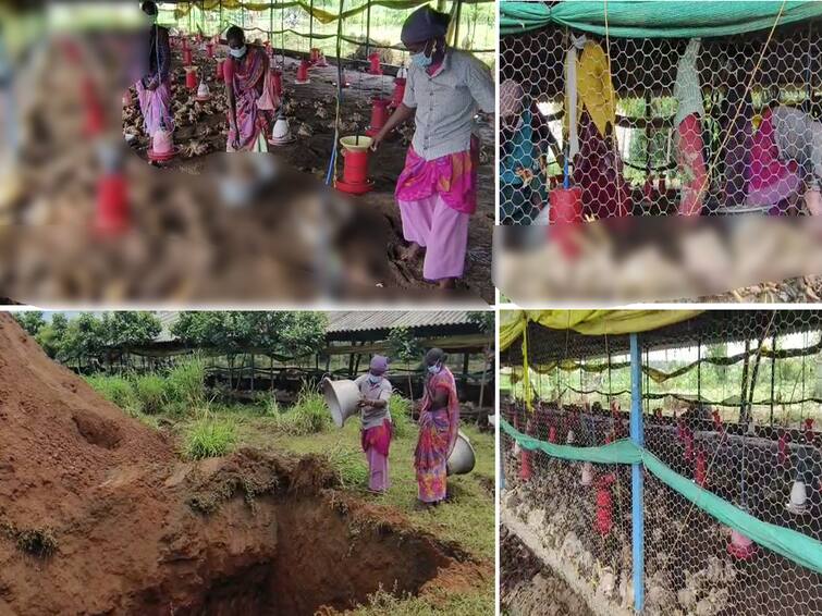 Heavy rains in Villupuram 3 thousand chickens drowned and died TNN விழுப்புரத்தில் கனமழை... 3 ஆயிரம் கோழிகள் நீரில் மூழ்கி உயிரிழப்பு