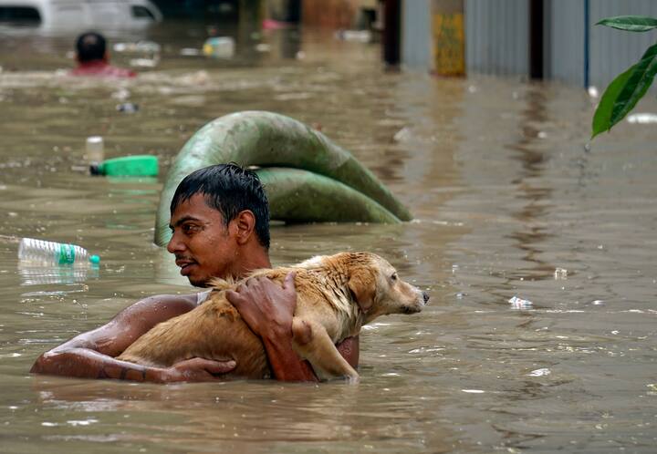 दिल्लीला लागून असलेल्या नोएडातील सखल भागात अडकलेल्या 300 जनावरांना सुरक्षित स्थळी हलवण्यात आलं आहे.