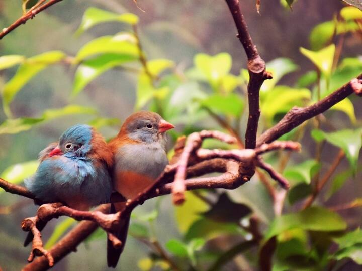 लिवरपूल विश्वविद्यालय में समुद्री जीव विज्ञान (Marine Biology) की विशेषज्ञ डॉ. सामंथा पैट्रिक इस बात पर जोर देती हैं कि प्रवासन से संबंधित ब्रेकअप जैसी घटनाएं चिंताजनक हैं. जलवायु परिवर्तन के कारण प्रवास के समय में परिवर्तन बाधित हो सकता है.