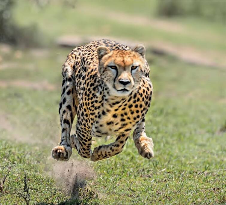 Shocking disclosure in PM report of Cheetah Tejas.. Tejas was in shock due to violent fight ચિત્તા તેજસના પીએમ રિપોર્ટમાં ચોંકાવનારો ખુલાસો.. હિંસક લડાઈના લીધે તેજસ હતો આઘાતમાં