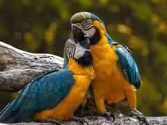 इंसानों के साथ-साथ पक्षियों में भी बढ़ रही बेवफाई, जानिए क्या है इन बढ़ते ब्रेकअप की वजह