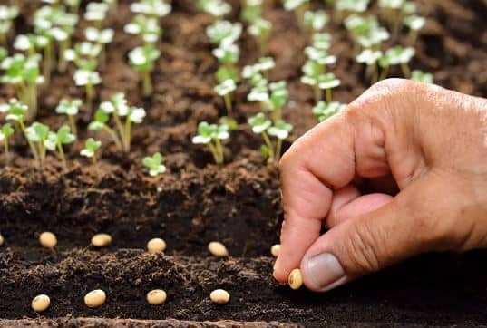 Agriculture News So far 47 percent sowing has been completed in Maharashtra state  Agriculture : पावसाची ओढ, राज्यात आत्तापर्यंत 47 टक्के पेरण्या पूर्ण; कडधान्यांच्या लागवडीला फटका बसण्याची शक्यता