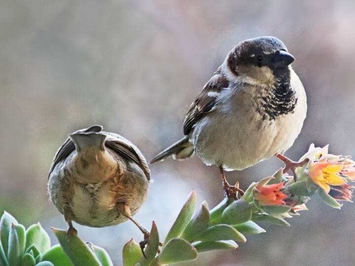 प्रदूषण, ग्लोबल वार्मिंग और मौसमी आपदाओं के कारण पक्षियों में विभिन्न परिवर्तन हो रहे हैं. उनकी उड़ान क्षमता, प्रजनन क्षमता और मानसिक स्वास्थ्य प्रभावित हो रहा है. कभी-कभी, जब पक्षी दूसरे देश में पहुंचते हैं, तो वहां सर्दी की शुरुआत में देरी होती है, जिसका पक्षियों पर नकारात्मक प्रभाव पड़ता है.