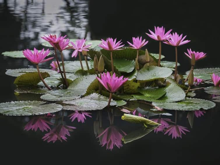 religious and spiritual importance and benefits of using lotus flowers in pooja Lotus In Puja: పూజలో క‌లువ పూల‌ను ఎందుకు వినియోగిస్తారో తెలుసా?