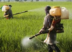 ਕਿਸਾਨਾਂ ਦਾ ਦਾਅਵਾ ਫ਼ਸਲਾਂ ਵਿੱਚ ਸ਼ਰਾਬ ਦਾ ਛਿੜਕਾਅ ਕਰਨ ਨਾਲ ਡੇਢ ਗੁਣਾ ਵਧਿਆ ਝਾੜ