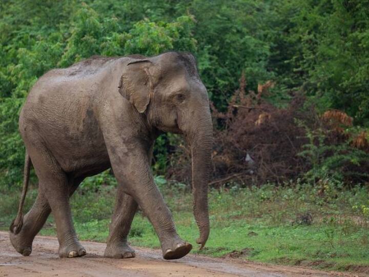 Saraikela Wild elephant created terror in Rajnagar attacked 3 people one died two injured Jharkhand Ann Wild Elephant Rampage: सरायकेला के राजनगर में जंगली हाथी ने मचाया आतंक, 3 लोगों पर किया हमला, एक की मौत, दो घायल