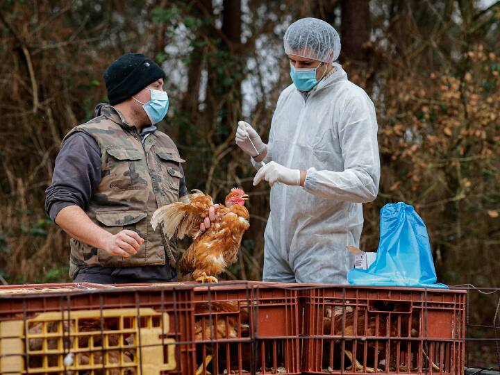 United Nations agencies warn that bird flu can easily infect humans इंसानों को आसानी से संक्रमित कर सकता है बर्ड फ्लू, संयुक्त राष्ट्र एजेंसियों ने दी ये चेतावनी