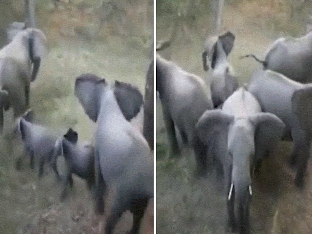 Elephants Rally Together To Save Calf From Lion, Video Goes Viral. Watch Elephants Save Calf From Lion Viral Video Of Lion Attack Elephant Calf Video Goes Viral Watch Elephants Rally Together To Save Calf From Lion, Video Goes Viral. Watch