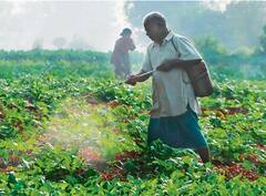 ਕਿਸਾਨਾਂ ਦਾ ਦਾਅਵਾ ਫ਼ਸਲਾਂ ਵਿੱਚ ਸ਼ਰਾਬ ਦਾ ਛਿੜਕਾਅ ਕਰਨ ਨਾਲ ਡੇਢ ਗੁਣਾ ਵਧਿਆ ਝਾੜ