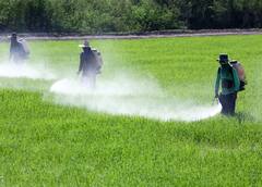 ਕਿਸਾਨਾਂ ਦਾ ਦਾਅਵਾ ਫ਼ਸਲਾਂ ਵਿੱਚ ਸ਼ਰਾਬ ਦਾ ਛਿੜਕਾਅ ਕਰਨ ਨਾਲ ਡੇਢ ਗੁਣਾ ਵਧਿਆ ਝਾੜ