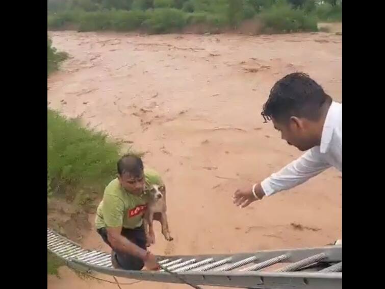 Punjab Man Rescues Dog Stranded Under Bridge Amid Raging Waters Chandigarh Fire Police Department Man Rescues Stranded Dog From Under A Bridge Amid Raging Waters In Chandigarh — WATCH