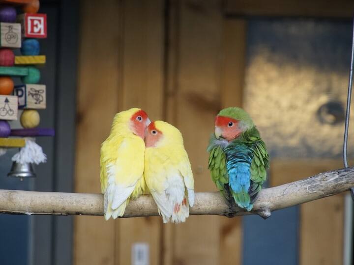 पहला कारक है नर पक्षियों के एक से अधिक साथी होना और दूसरा कारक है लंबी दूरी का प्रवास. दिलचस्प बात यह है कि मादा पक्षियों ने इस व्यवहार को कम प्रदर्शित किया.