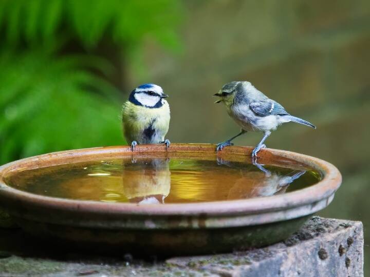 शोधकर्ताओं के मुताबिक, जब नर पक्षी प्रजनन के लिए तैयार होता है तो इसे अक्सर प्रतिबद्धता में कमी के रूप में देखा जाता है. ऐसा इसलिए है क्योंकि उसका ध्यान और संसाधन कई महिलाओं के बीच बंट जाते हैं, जिससे वह कम आकर्षक साथी बन जाता है. परिणामस्वरूप, अगले प्रजनन मौसम में इस जोड़े के 