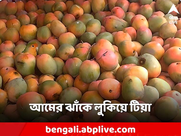 Optical Illusion Can you find the parrot 10 second eye test challenge Optical Illusion: আমের মধ্যেই লুকিয়ে টিয়া! ১০ সেকেন্ডের মধ্যে খুঁজে পাবেন কি আপনি?