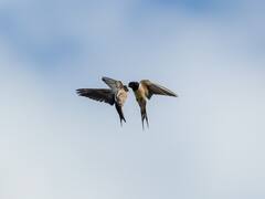 इंसानों के साथ-साथ पक्षियों में भी बढ़ रही बेवफाई, जानिए क्या है इन बढ़ते ब्रेकअप की वजह