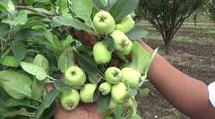 Apple : हिंगोलीत सफरचंदाची यशस्वी शेती