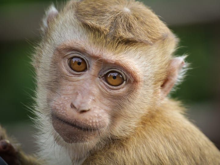 Nepal Kathmandu Drunk Monkey Bite 4000 People in 3 Months शराबी बंदर ने मचाया 'आतंक', नशे में धुत होकर 4000 लोगों को काटा!