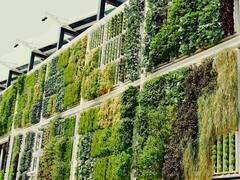 अरे वाह! यहां जमीन पर नहीं बल्कि दीवारों पर हो रही है खेती, जानिए कैसे