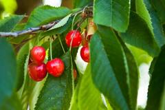Cherry Benefits: તણાવ દૂર કરવાની સાથે સ્કિનને ગ્લોઇંગ કરે છે ચેરી, સેવનના જાણો અન્ય ફાયદા