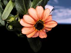 अंतरिक्ष में उग गया ये फूल, वैज्ञानिक हैरान! जानिए कैसे मुमकिन हुआ ये