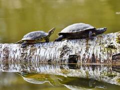 गंगा की सफाई के लिए उसमें छोड़े जा रहे कछुए, जानिए और कौन-से जीव ये काम करते हैं