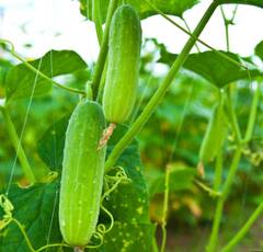 ਰਾਤ ਨੂੰ ਖੀਰਾ ਖਾਣਾ ਸਿਹਤ ਲਈ ਚੰਗਾ ਜਾਂ ਮਾੜਾ?