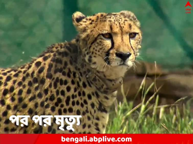 Another Cheetah Death Kuno National Park 8th Death last four Months recorded Kuno National Park: পরিকল্পনা থাকলেও নেই ব্যবস্থাপনা! কুনো ন্যাশনাল পার্কে আরও এক চিতার মৃত্যু, চার মাসে এই নিয়ে অষ্টম