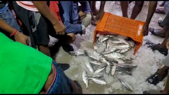 যদি তেমনটাই হয়, তাহলে মৎস্যজীবীদের মুখে হাসি ফুটবে। কারণ এতদিন সেভাবে ইলিশের কোনও সন্ধান পাওয়া যাচ্ছিল না।