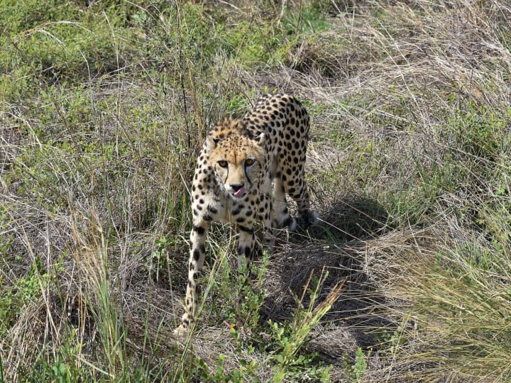 Kuno National Park female african cheetah Nirva still missing searched by helicopter ann MP News: अब हेलीकाप्टर से खोजी जाएगी मादा चीता निर्वा, इस कारण कूनो प्रंबधन को नहीं मिल रही लोकेशन