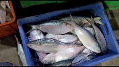 Hilsha Fish: মিলল সুখবর, এই মরশুমের প্রথম ইলিশ পাওয়া গেল দিঘা মোহনায়