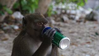 ਠੇਕੇ ਤੋਂ ਬਾਂਦਰ ਪੀਣ ਲੱਗ ਪਿਆ ਸ਼ਰਾਬ, ਨਸ਼ੇ 'ਚ ਟੱਲੀ ਹੋ ਕੇ 4000 ਲੋਕਾਂ ਨੂੰ ਦਿੱਤਾ ਵੱਡ 