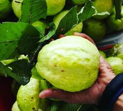 ਅਮਰੂਦ ਖਾਂਦੇ ਹੋ ਤਾਂ ਜਾਣੋ ਇਸ ਦੇ 7 ਸਭ ਤੋਂ ਵੱਡੇ ਫਾਇਦੇ