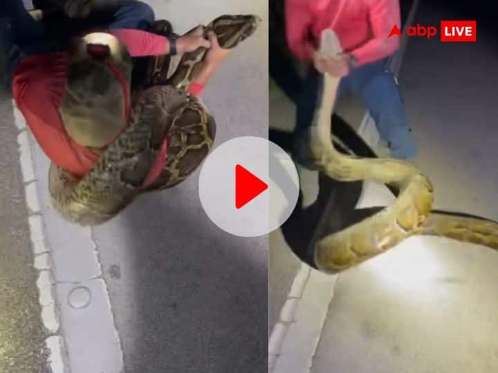 Longest burmese python of 19 foot caught in florida US by college student video viral Viral Video: 22 वर्षीय छात्र ने पकड़ा सबसे लंबा अजगर, जहरीले सांप का वीडियो देख खड़े हो जाएंगे रोंगटे