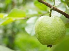 अमरूद खाते हैं तो इसके 7 बेहतरीन फायदे भी जान लीजिए...