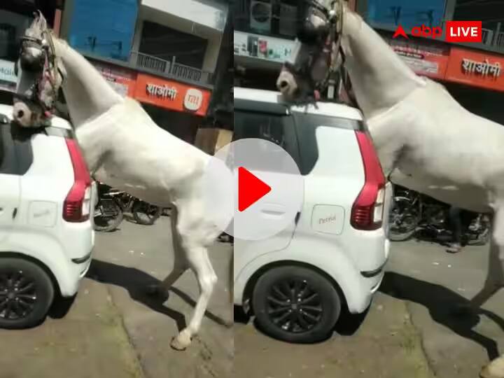 horse broke car glass and stuck in car on road video viral on social media Viral Video: ਕਾਰ ਦਾ ਸ਼ੀਸ਼ਾ ਤੋੜ ਕੇ ਅੰਦਰ ਦਾਖਲ ਹੋਇਆ ਘੋੜਾ, ਸੜਕ ਦੇ ਵਿਚਕਾਰ ਬਣ ਗਿਆ ਹੈਰਾਨ ਕਰਨ ਵਾਲਾ ਨਜ਼ਾਰਾ - ਵੀਡੀਓ ਵਾਇਰਲ