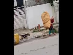 Video Of Dog Helping Woman Carry Scrap Bag Goes Viral, Leaves Internet Divided 