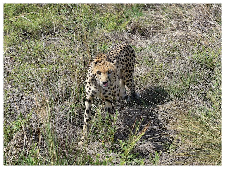 kuno national park Missing Cheetah Nirva found after 22 days was untraceable after Radio Collar Stopped MP News: 22 दिन से लापता थी चीता 'निर्वा', अब तलाश हुई पूरी, खोज में लगाए गए थे 100 से भी ज्यादा कर्मचारी