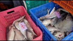 Hilsha Fish: মিলল সুখবর, এই মরশুমের প্রথম ইলিশ পাওয়া গেল দিঘা মোহনায়