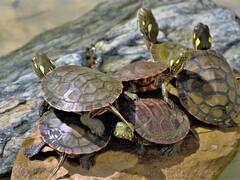 गंगा की सफाई के लिए उसमें छोड़े जा रहे कछुए, जानिए और कौन-से जीव ये काम करते हैं