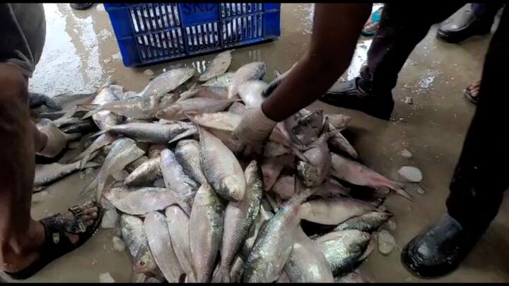 সাধারণত আষাঢ়-শ্রাবণ মাসেই ইলিশ পাওয়া যায়। দীর্ঘ ব্যান্ড পিরিয়ডের পরে আরও বেশি পরিমাণ ইলিশ আসবে বলে আশা মৎস্যজীবীদের। এই সময়ে ইলিশ মাছের আকার তুলনামূলকভাবে বড় হবে বলেও মনে করছেন তাঁরা।