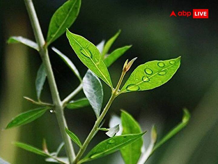 मेहंदी: मेहंदी को घर के भीतर या बाहर कहीं भी नहीं लगाना चाहिए. कहा जाता है कि मेंहदी के पौधे में नकारात्मक शक्तियों का वास होता है और जिस स्थान पर यह पौधा होता है, वहां तेजी से नकारात्मक ऊर्जा का प्रवाह बढ़ता है.