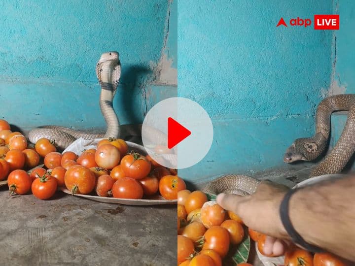 Snake sitting among tomatoes attacked on man people says king cobra protect tomatoes viral video Viral Video: 'टमाटर' चोरी करने की कोशिश कर रहा था शख्स, सांप ने दे मारा फन, सामने आया वीडियो
